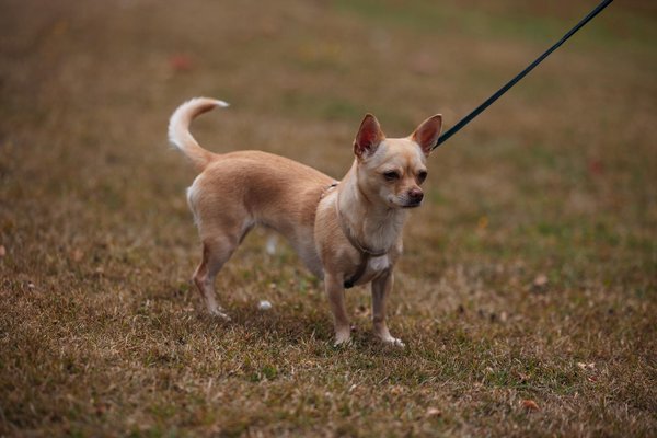 Das ultimative schwedische glögg-rezept: verleihen sie ihrem weihnachtsfest einen hauch von magie mit diesem köstlichen gewürzwein!